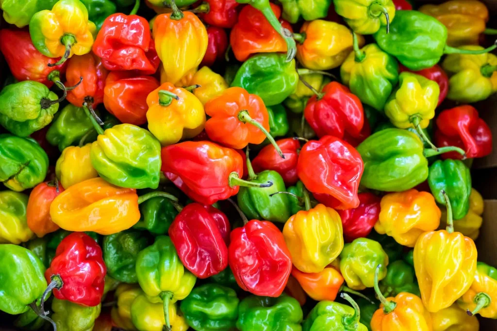 What is Habanero Pepper