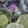 Collage of the 5 best cabbage recipes: stuffed cabbage soup, cabbage alfredo, cabbage steaks, cabbage boil, and cabbage dumplings